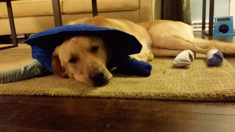 What Do You Do When Your Dog Bites Someone?